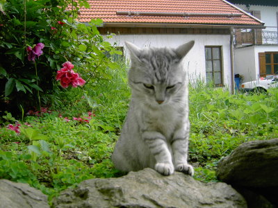 Katze